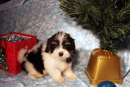 havanese-puppies